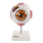 6fit Giant Eye Model - White - Medical Training Aid