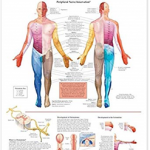 DERMATOMES                 PU
