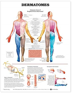 DERMATOMES PU