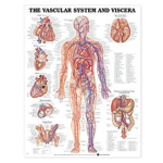Anatomical Chart The Vascular System and Viscera