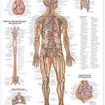 NERVOUS SYSTEM