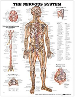 NERVOUS SYSTEM