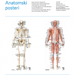 Anatomski posteri: kosti i mišići