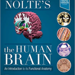 Nolte's The Human Brain
