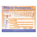FETAL DEVELOPMENT CHART PAPER