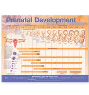 FETAL DEVELOPMENT CHART PAPER