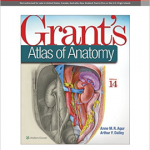 Grants Atlas Of Anatomy 14E (Int Ed)  Pb