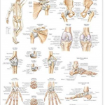Ligaments Of The Joints    Pu