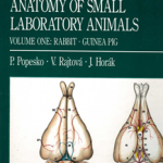 Colour Atlas of Anatomy of Small Laboratory Animals: Volume 1