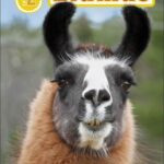 DK Readers Level 2: Llamas