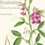 Botanical Illustration from Chelsea Physic Garden
