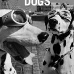 Elliott Erwitt's Dogs
