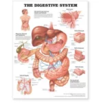 Digestive System           Pu