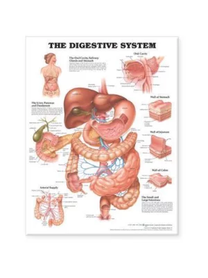 Digestive System Pu