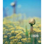 Chroma : A Book of Colour - June '93