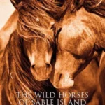 The Wild Horses of Sable Island