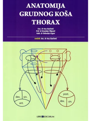 Anatomija grudnog koša : thorax