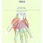 Anatomija gornjeg ekstremiteta : ruka