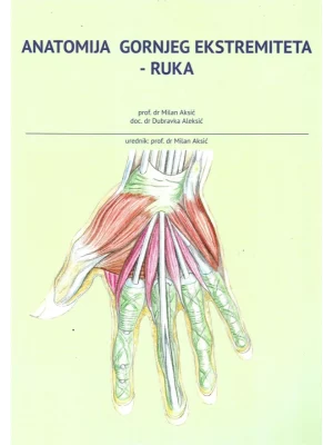 Anatomija gornjeg ekstremiteta : ruka