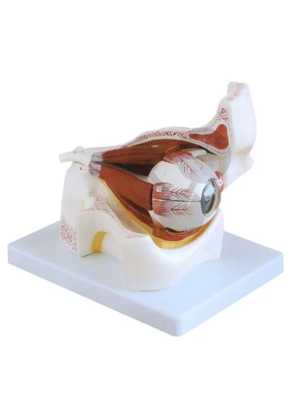 Ljudsko oko - model, uvećan 3x, 10 delova - Image 1