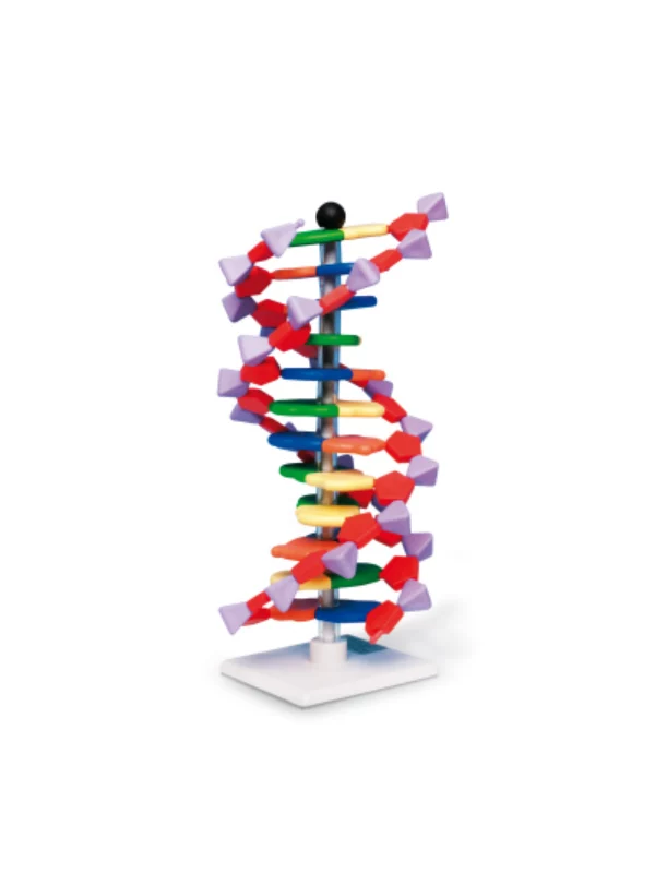 Mini DNA, 12 segmenata - Image 1