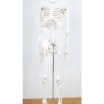 Skelet čoveka mini, H-85 cm