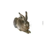 Durer