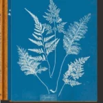Anna Atkins. Cyanotypes