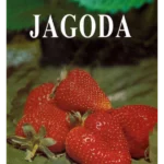 Jagoda