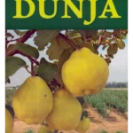 Dunja