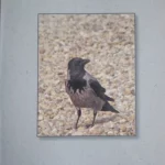 Prodavac magle - apokrifni život mojih prijatelja i poznanika