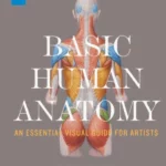 Basic Human Anatomy