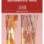 Anatomija donjeg ekstremiteta : noga