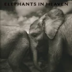 Elephants in Heaven
