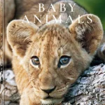 Baby Animals