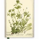 RBGE: Charlotte Cowan Pearson: Stitchworts, Woodruff and Pepperwort (Foiled Journal)