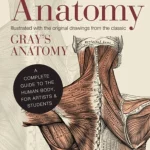 Anatomy