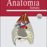 Anatomia humana