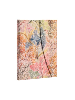 William Kilburn / Anemone Ultra linije