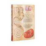 Notes - Lily & Tomato Midi Linije
