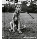 DogDogs
