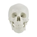 Lobanja 3D model