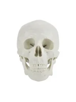 Lobanja 3D model