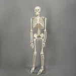 Skelet  3D model - 80 cm