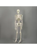 Skelet  3D model - 80 cm