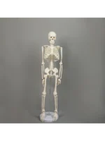 Skelet  3D model - 80 cm - Slika 2