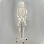 Skelet sa nervima 3D model -170 cm